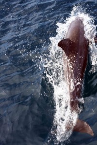 On the way to Koh Phi Phi is possible to see dolphins