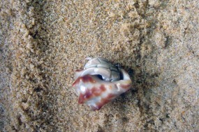 The secret Coconut Island in Phuket’s crown