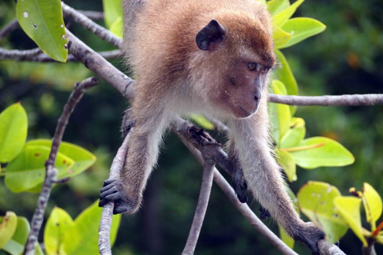A Macaque in the mangroves of Krabi bay river