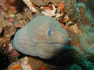 Moray eel, Thailand