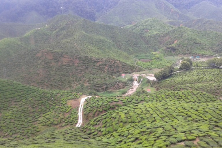  Boh tea plantation, Cameron Highlands