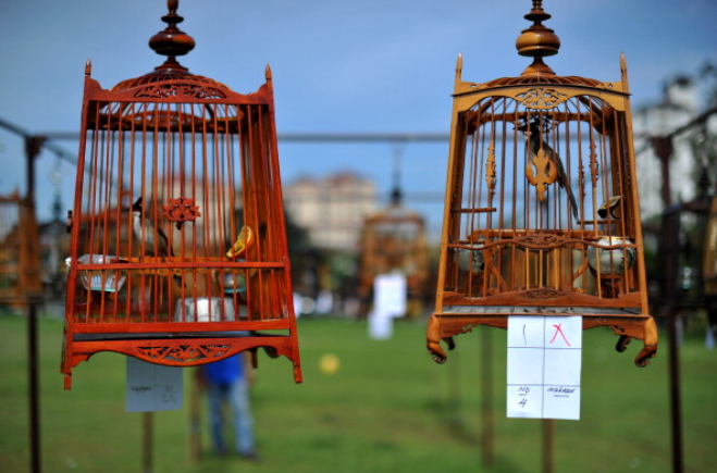 bird cages