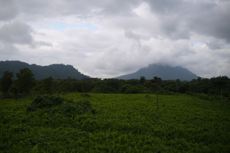 Lush vegetation in the Santubong area