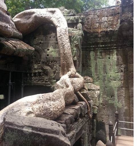 Ta Phrom roots