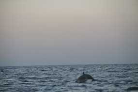 Dolphin watching – North Bali