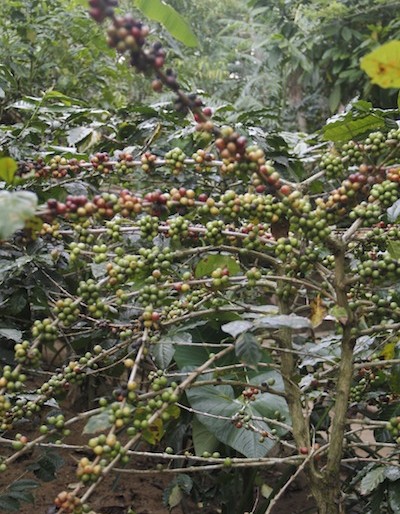 arabica coffee plants