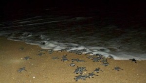 Turtles released at sea in the night