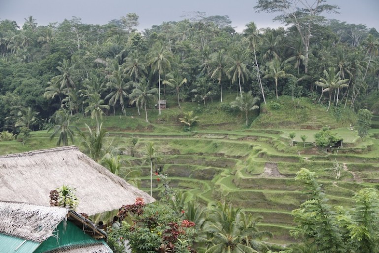 Tegallagang rice terraces