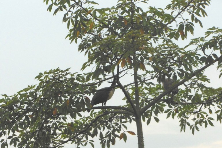 Chitwan peacocks on trees