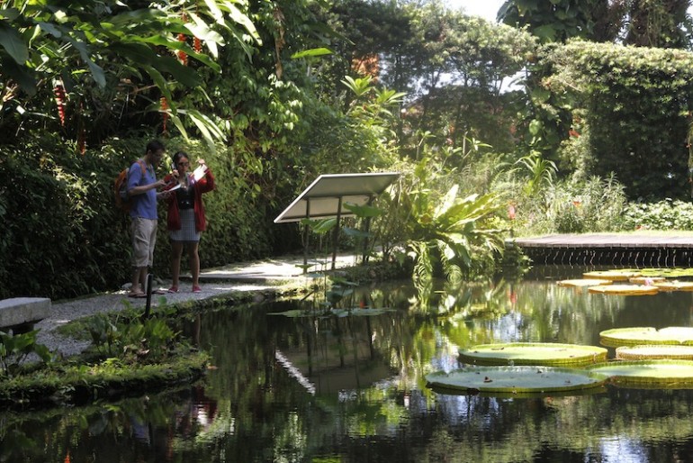 Tropical Spice Garden pond