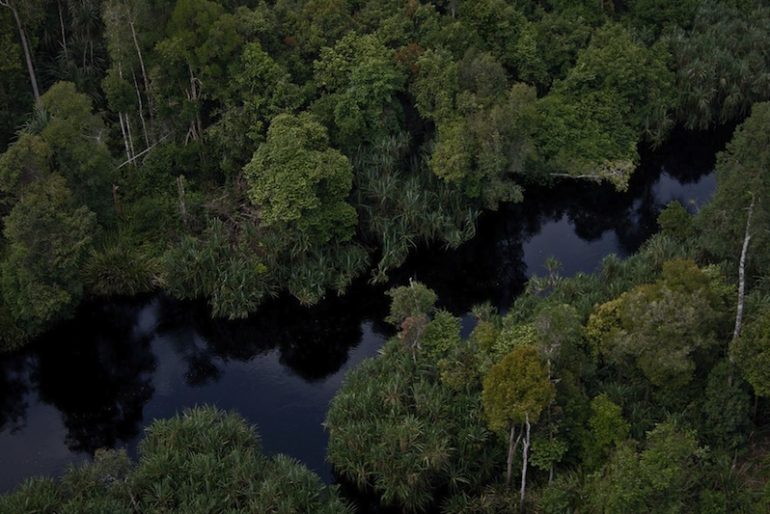 A maze of swamps at Sebangau National Park