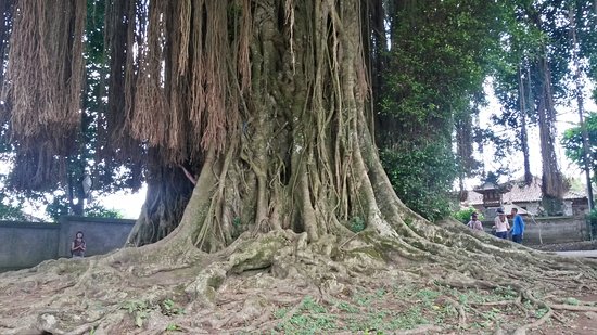 huge Banyan tree