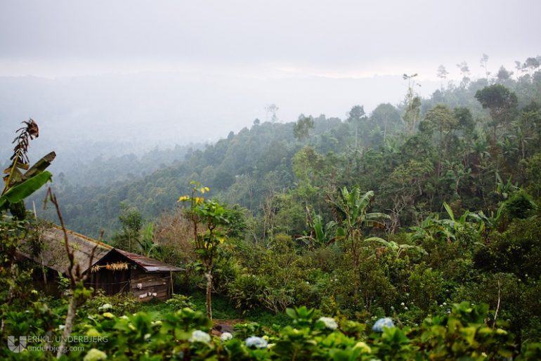 Lush nature at Munduk Moding Plantation