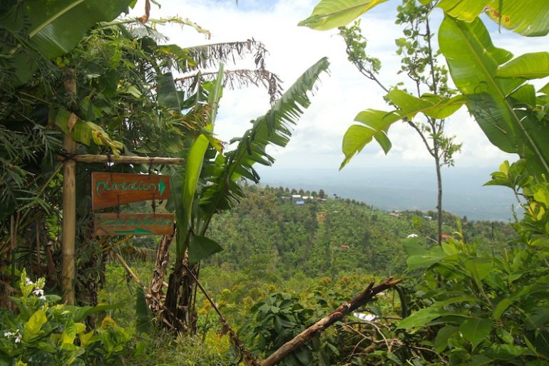 The way to the gardens