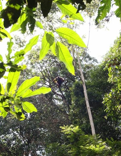 Orangutan in canopy