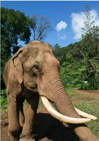 Asian elephants have massive trunks