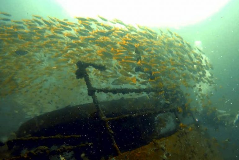 A group of fish swim freely around a wreck