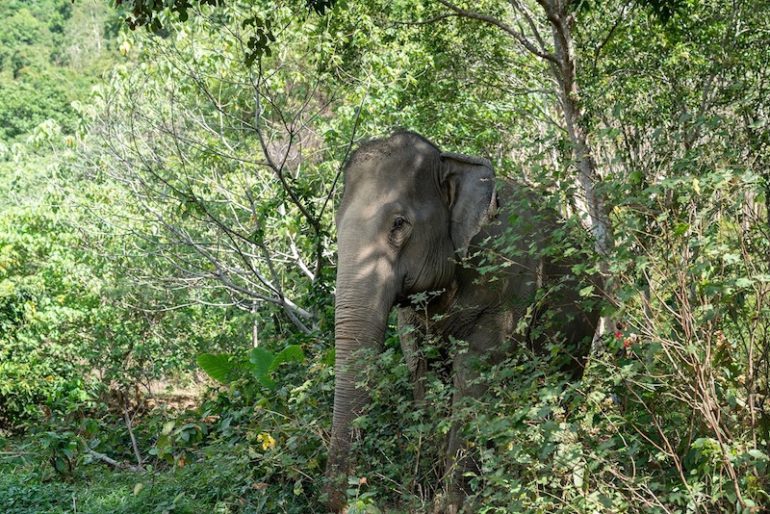 One of the elephants at the center