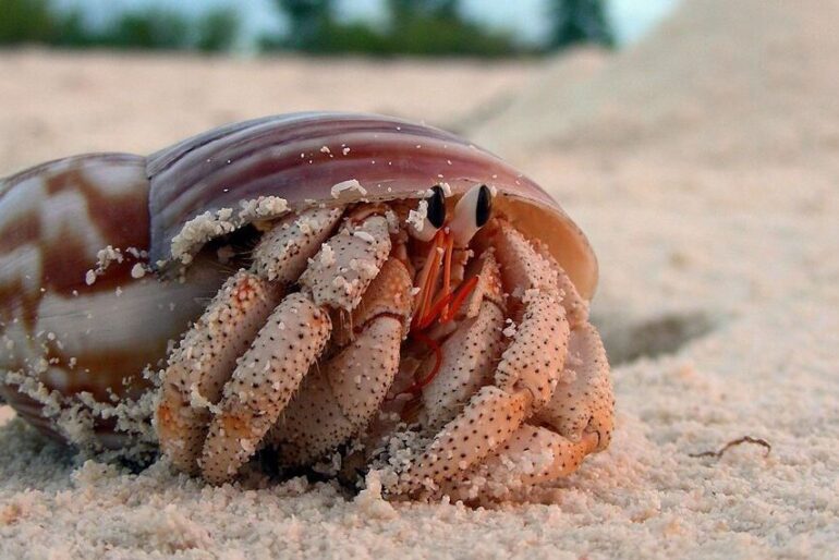 an Hermit crab