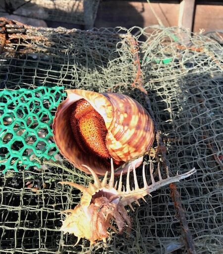 The hermit crab after capture