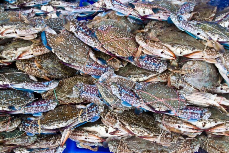 blue crabs