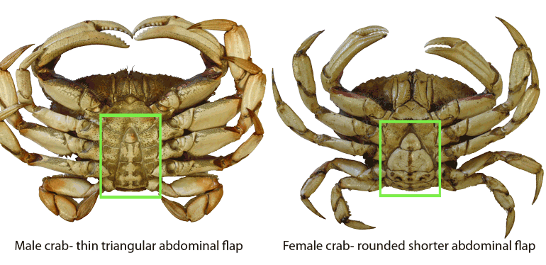 crab male female distinction