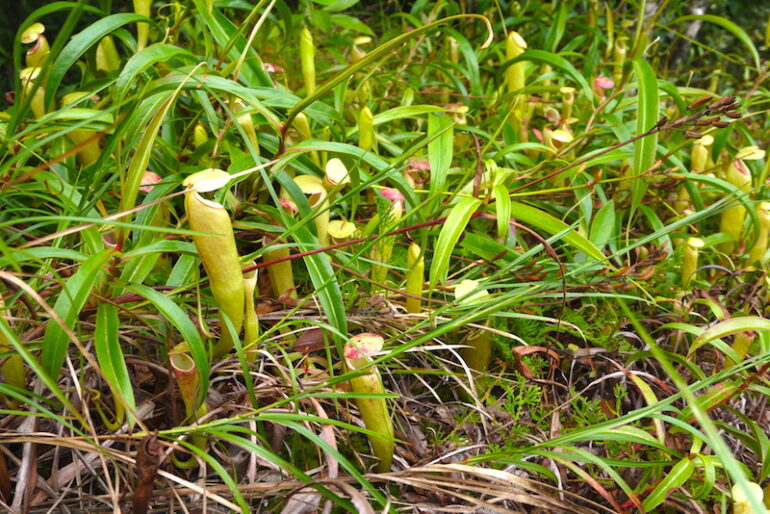 A bed of pitcher plants