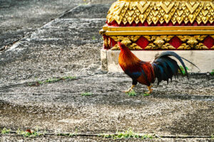 A rooster roams the Wat Phra-Thong compound