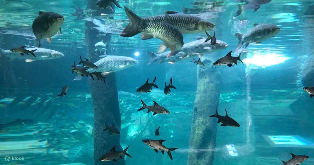 Malaysia's Most Breathtaking Aquariums Asian Itinerary