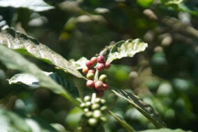 Munduk COFFEE HARVEST 2023