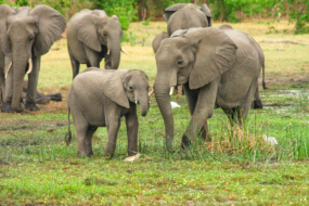 Top 4 Asian Countries Perfect for Wildlife Adventures