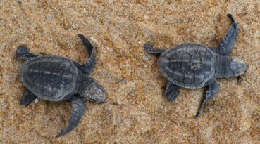 Meet Sri Lanka’s Turtle Guardians