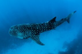 Swimming with Giants: The Ultimate Guide to Cancun Whale Shark Tours