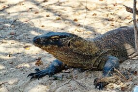 Komodo: Nel Cuore dell’Arcipelago Primordiale