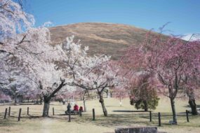 Rite of Spring: Sakura Stays Across Japan