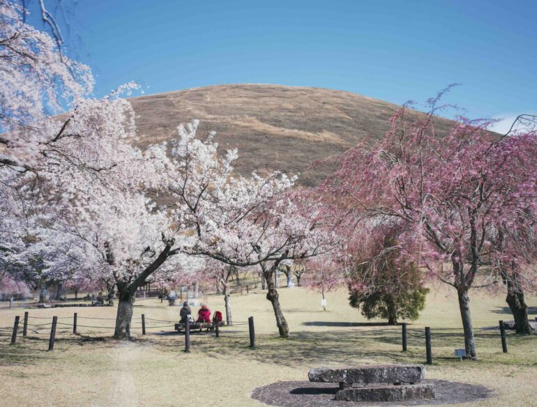 Rite of Spring: Sakura Stays Across Japan