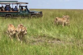First Time on a Kenya Safari? Secrets You Must Know