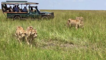 First Time on a Kenya Safari? Secrets You Must Know