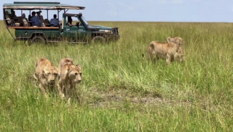 First Time on a Kenya Safari? Secrets You Must Know