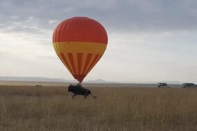 Masai Mara Safari: Wild Journey Into Africa’s Heart